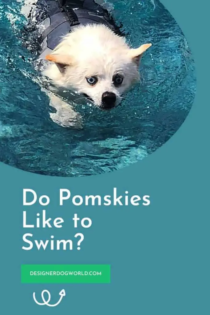 Do Pomskies Like To Swim – All You Need To Know