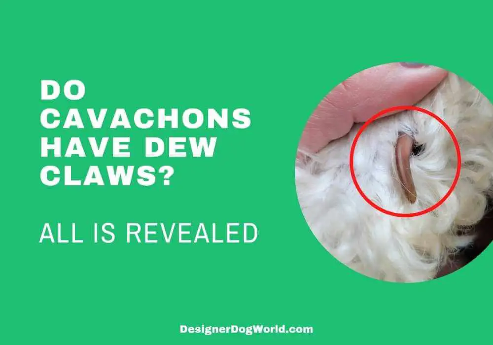 Do Cavachons have dew claws