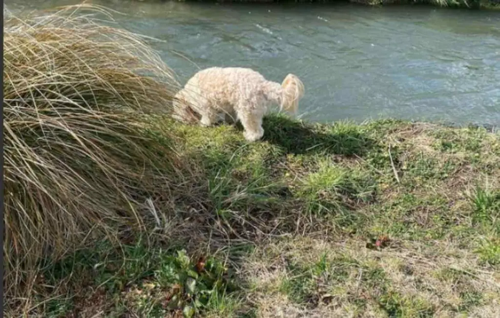 Finn the Cavachon looking for fish by the river